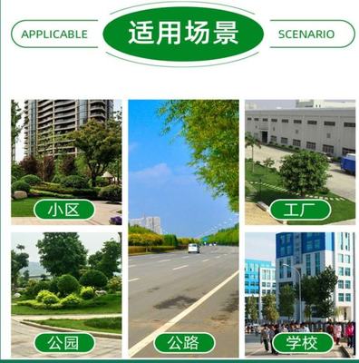 园艺出售 花叶蒲苇杯苗 园林绿化工程苗 景区地被造景栽植