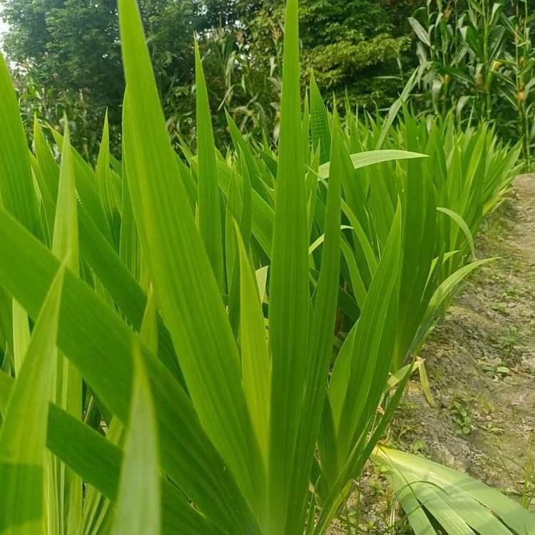 青花30年53度价格表