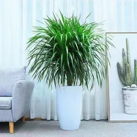 深圳绿植租赁 绿化养护