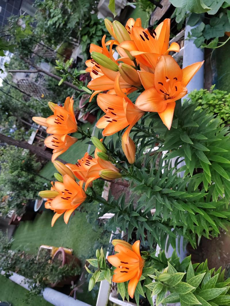 自己养的花花集合 #实体花店 #花卉景观设计 #园林绿化工程 - 抖音